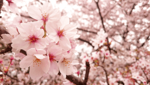 花小金井の桜